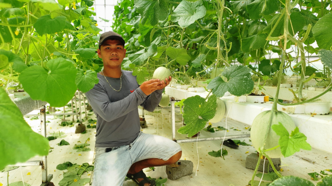 Các loại cây trồng trong trang trại Afarm - Farm on Smartphone phát triển tốt, đảm bảo tiêu chuẩn vệ sinh an toàn thực phẩm. Ảnh: TĐL.